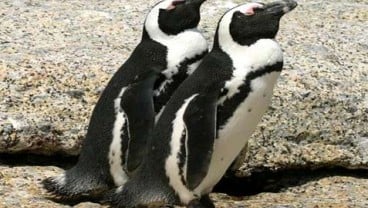 GEMBIRA LOKA ZOO: 6 Jackass Penguin Jadi Daya Tarik Pengunjung