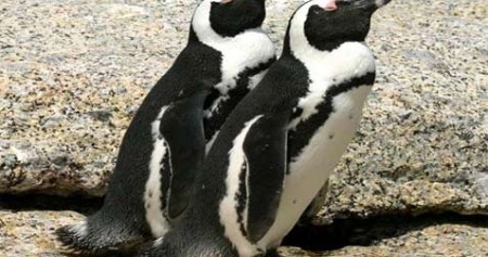 Penguin Afrika yang biasa hidup di wilayah sub-tropis ini bila merasa jenuh di ruang ber-AC. /Bisnis.com