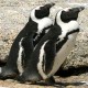 GEMBIRA LOKA ZOO: 6 Jackass Penguin Jadi Daya Tarik Pengunjung