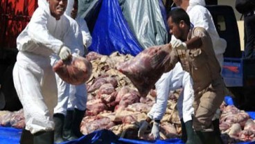 PEREDARAN DAGING CELENG: YLKI Desak Tingkatkan Pengawasan