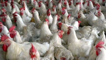 FMPI Keluhkan Harga Ayam Anjlok