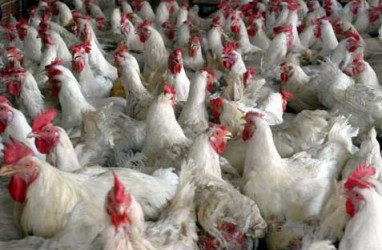 FMPI Keluhkan Harga Ayam Anjlok
