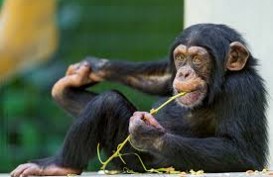 Hasil Studi: Kecerdasan Simpanse Tidak Dipengaruhi Lingkungan