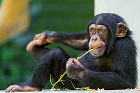 Hasil Studi: Kecerdasan Simpanse Tidak Dipengaruhi Lingkungan