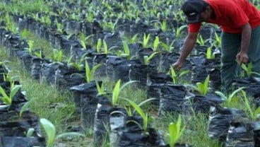 BIBIT SAWIT: Pemda Riau Minta Petani Tangkarkan Sendiri