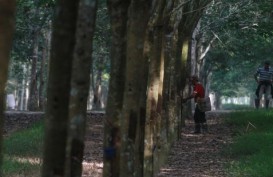 Investor Masih Minati SDA & Perkebunan di Riau