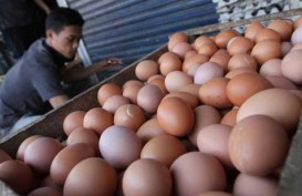 Genjot Kestabilan Harga, Kementan Rencanakan Pembuatan Tepung Telur