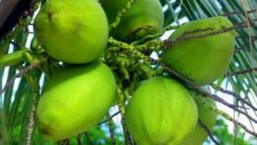 PUASA RAMADAN: Air Kelapa Kembalikan Kesegaran dan Vitalitas Tubuh