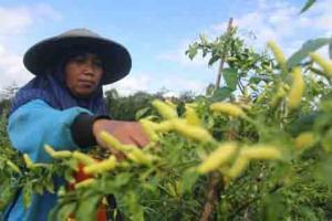 JELANG LEBARAN: Ini 2 Cara Kementan Stabilkan Harga Cabai