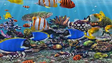 Bisnis Ikan Hias: KKP Akan Beri Perhatian Khusus