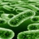 GEDUNG INACC: Indonesia Punya Pusat Mikroba Berstandar Dunia