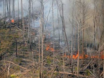 Riau Belum Optimal Kendalikan Kebakaran Hutan dan Lahan