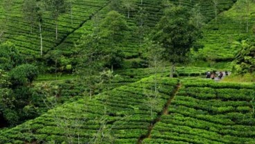 Pengembangan Perkebunan Agar Sesuai Keunggulan Lokal