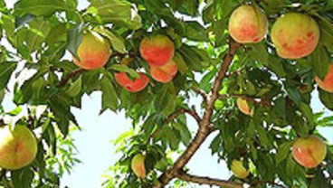 Dubes Jepang Promosikan Buah-Buahan Dari Okayama