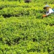 LIBUR LEBARAN: Sejuknya Kebun Teh Ditemani Kopi Panas dan Mie Instant