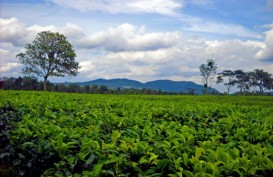 LIBUR LEBARAN: Menikmati Malam di Puncak, Ngapain Aja?