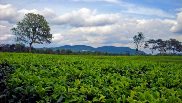 LIBUR LEBARAN: Menikmati Malam di Puncak, Ngapain Aja?