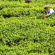 LIBUR LEBARAN: Pengunjung Agrowisata Gunung Mas Tembus 6.000 Orang