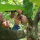 Riau Genjot Produksi Kakao Dari Lahan Kosong di Perumahan