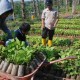 ARUS BALIK LEBARAN: Wali Kota Depok Minta Warganya Bawa Oleh-oleh Pohon