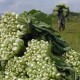 SOLAR BERSUBSIDI DIBATASI: Harga Sayuran di Jakarta Bakal Meroket