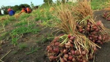 PRODUKSI BAWANG MERAH: Selain Brebes, Wilayah Lain di Pantura Dikembangkan