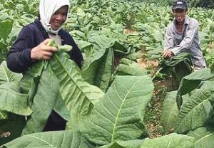 VIRUS EBOLA: Tembakau Diyakini Bisa Bantu Penderitanya