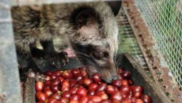 KOPI LUWAK: Pemerintah Didesak Segera Buat Hak Paten