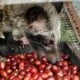 KOPI LUWAK: Pemerintah Didesak Segera Buat Hak Paten