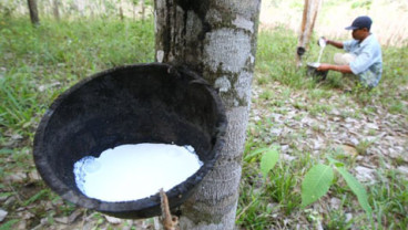 HARGA KARET (8/8/2014): Bergerak Melemah 0,29%