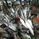 Pengurangan Subsidi Solar: Menteri KP Prediksi Pasokan Ikan Tangkap Menurun