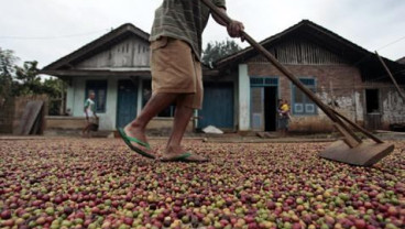 Harga Kopi Robusta (8/8/2014): Awal Perdagangan Anjlok 1,37%