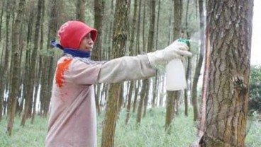 GANGGUAN CUACA: Produksi Getah Tertekan