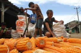 DISPERINDAG SULUT: Pekan Ini, Pasar Lelang Komoditas Agro Digelar di Minahasa