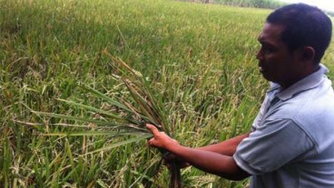 DISERANG HAMA WERENG, Petani Ngoro Terancam Gagal Panen