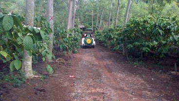 WISATA KEBUN: Asiknya Eksplorasi di Kampoeng Kopi Banaran