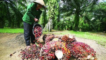 Asian Agri Siapkan 2.100 Hektare untuk Replanting Sawit