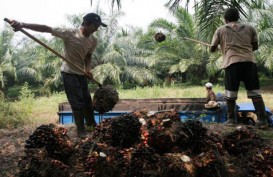 Harga Tandan Buah Segara Riau Naik Tipis