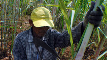 Petani Tebu Kendal Ancam Pabrik Gula