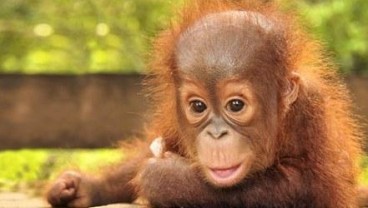 Bridgestone Sumbang Dana Untuk Konservasi Dua Orangutan Borneo