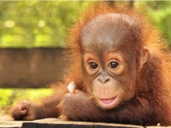 Bridgestone Sumbang Dana Untuk Konservasi Dua Orangutan Borneo