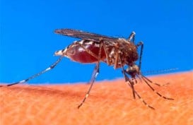 VIRUS WEST NILE, Yunani Laporkan Kasus Pertama Tahun Ini