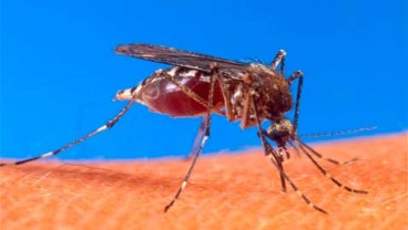 VIRUS WEST NILE, Yunani Laporkan Kasus Pertama Tahun Ini