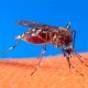 VIRUS WEST NILE, Yunani Laporkan Kasus Pertama Tahun Ini