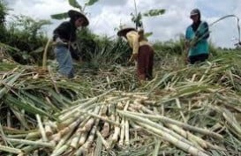 PRODUKSI GULA: Di PG Toelangan Disetop