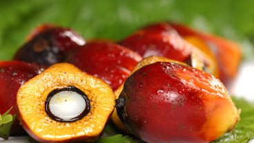 HARGA CPO (14/8/2014) Ditutup Anjlok 2,21%