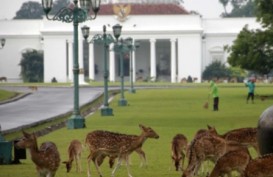 HUT RI Ke-69: Bendera Merah Putih Sepanjang 1.000 Meter Kelilingi Istana Bogor