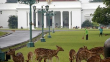 HUT RI Ke-69: Bendera Merah Putih Sepanjang 1.000 Meter Kelilingi Istana Bogor