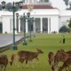 HUT RI Ke-69: Bendera Merah Putih Sepanjang 1.000 Meter Kelilingi Istana Bogor