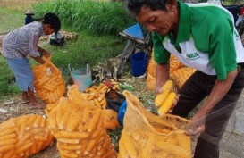 Setiap Tahun, Indonesia Defisit 40.000 Hektare Lahan Pertanian